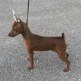 Miniature Pinscher Puppies from Marlex Min Pins