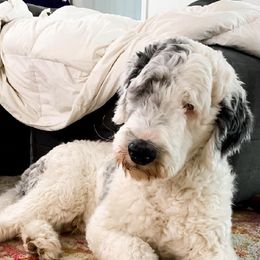 Muffin - Sheepadoodle