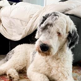 Muffin - Sheepadoodle