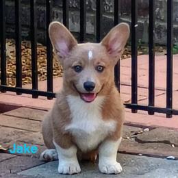 Jake AKC registered - White and fawn male Pembroke Welsh Corgi puppy in Montgomery County, Tennessee from Anita’s little Corgi Haven