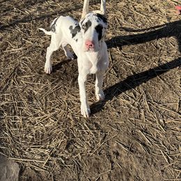 Great Dane Puppies from Lotsaspots Danes