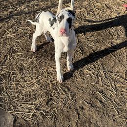 Great Dane Puppies from Lotsaspots Danes