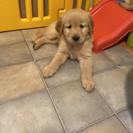 Golden Retriever Puppies from Martinez Desert Goldens