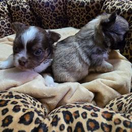 Noel - Chocolate and white female Chihuahua puppy in Amity, Pennsylvania from Baxters Chihuahuas