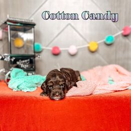 Cotton Candy - Chocolate female Australian Labradoodle puppy in Decatur, Alabama from Southern Meadows Doodles