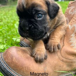 Boxer Puppies from Von Royal Dell’Infinite