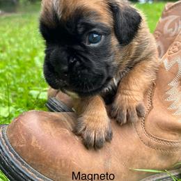 Boxer Puppies from Von Royal Dell’Infinite