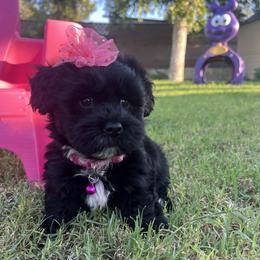 LunaBelle - Black and white female Havanese puppy in Monahans, Texas from Homeward Havanese, LLC
