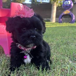 LunaBelle - Black and white female Havanese puppy in Monahans, Texas from Homeward Havanese, LLC