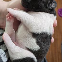 Rat Terrier Puppies from Cryptic Rat Terriers