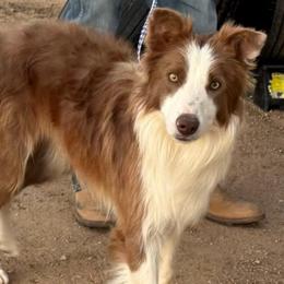 Tavish - Border Collie