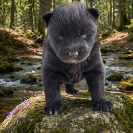 Bailey Female 1 - Black female Siberian Husky puppy in Hiawassee, Georgia from Chastains Huskies