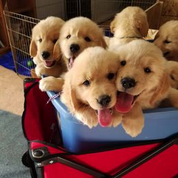 Golden Retrievers from Salata Goldens