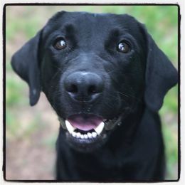 Bell - Labrador Retriever