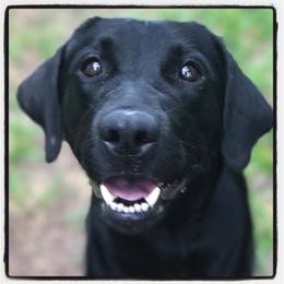 Bell - Labrador Retriever