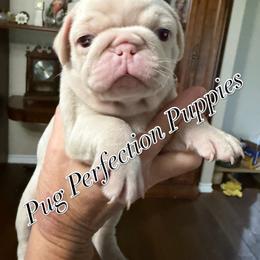 Cody - White male Pug puppy in Lufkin, Texas from Pug Perfection Puppies