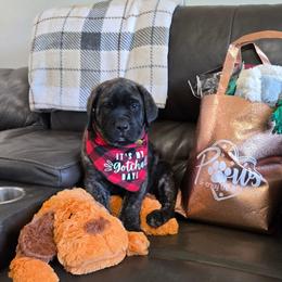 BOWIE - Yellow Collar Brindle Boy - Brindle male Mastiff puppy in Auburn, Kansas from Puppy Paradise:  English Mastiff Puppies & Standard Goldendoodle Puppies