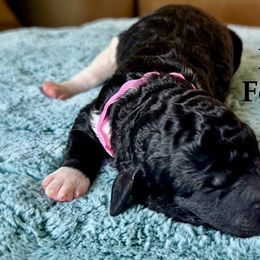 Pink Collar - Parti female Goldendoodle puppy in Maryville, Tennessee from Twin City Doodles