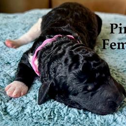 Pink Collar - Parti female Goldendoodle puppy in Maryville, Tennessee from Twin City Doodles