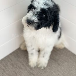 Goldendoodle Puppies from Ivie Mountain Doodles