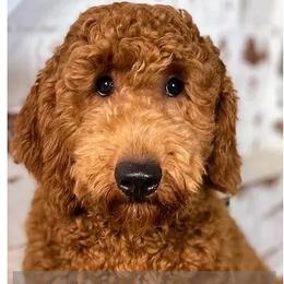 Hadley - Goldendoodle