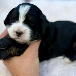 Jessie- purple collar - Tri-color female Bernedoodle puppy in Colorado Springs, Colorado from Mercy Mountain Bernedoodles
