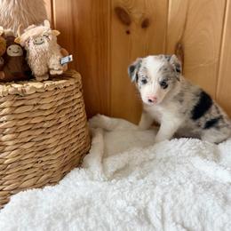 Calamity Jane - Blue merle female Border Collie puppy in Owenton, Kentucky from Three16 Ranch