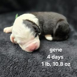 Boy 2 - male Old English Sheepdog puppy in Sutherlin, Oregon from Sapphire Eyes Sheepdogs