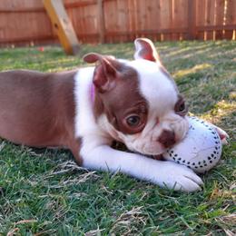 Boston Terrier Puppies from Lola’s House of Bostons & Rescue