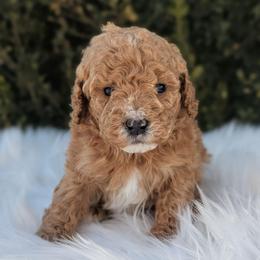 Flynn - Apricot male Poodle puppy in Salt Lake City, Utah from Utah Cocker Spaniels