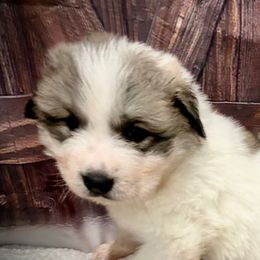 LOUIE Blue collar male - White and badger male Great Pyrenees puppy in Fair Grove, Missouri from Allen Wags & Woolies