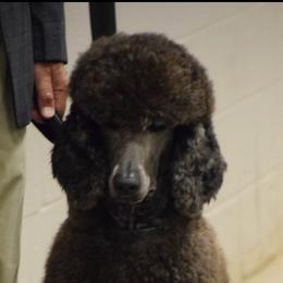 Titan - Poodle