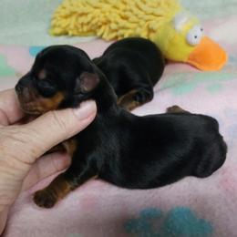 Blue - Blue and gold male Yorkshire Terrier puppy in Grand Terrace, California from CLC SOUTHERN YORKIES