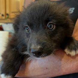 Lilah - Black & white female Miniature Australian Shepherd puppy in Oroville, California from Puppy Love Ranch Mini Aussies