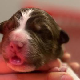 Boy 1 - Australian Shepherd puppy from Saltair Australian Shepherds