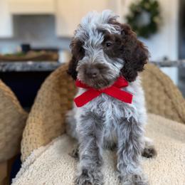 Oak (red) - Brown roan male Cockapoo puppy in West Haven, Utah from Harper Haven Doodles