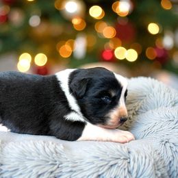 Balto - Black tri-color male Australian Shepherd puppy in Statesville, North Carolina from Charming Australian Shepherds