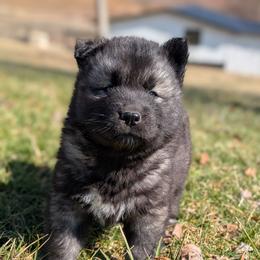 Oreo - Agouti and white male Siberian Husky puppy in Coshocton, Ohio from Wyant Farms