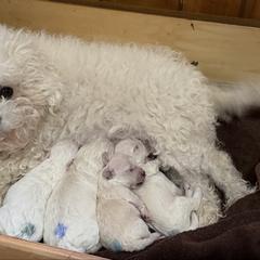 Nicholas - White male Bolognese puppy in Fall River Mills, California from Kenalee Farm