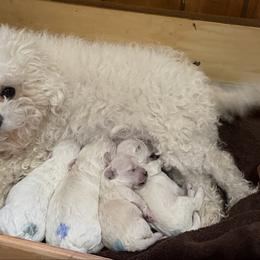 Nicholas - White male Bolognese puppy in Fall River Mills, California from Kenalee Farm