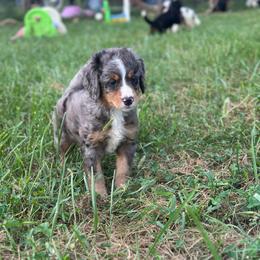 Everest - Merle male Bernedoodle puppy in Moulton, Iowa from Shondel Puppy Paws