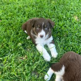 AKC Daisy - Red tri-color female Australian Shepherd puppy in Prairie Grove, Arkansas from IQ Farms