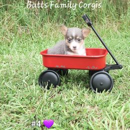 Puppy #4 - Gray and white American Corgi puppy in Cameron, North Carolina from Butts Family Corgis