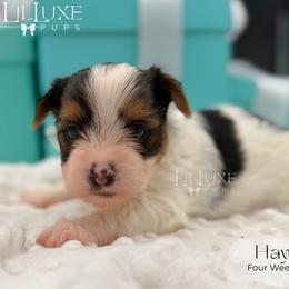Hayes - male Yorkshire Terrier puppy in Scottsdale, Arizona from Lil Luxe Pups