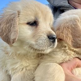 Golden Retrievers from Four Willows Kennel