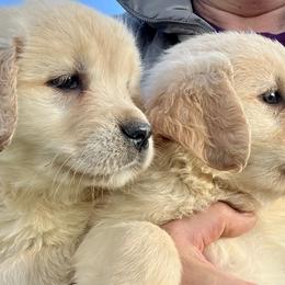 Golden Retrievers from Four Willows Kennel