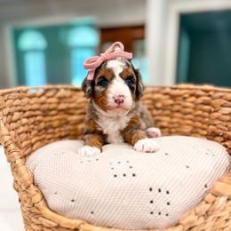 Tini - Merle female Bernedoodle puppy in Sulphur, Louisiana from Curly Q’s Of Carlyss