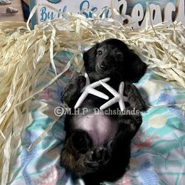 Dachshund Puppies from M.H.P Dachshunds