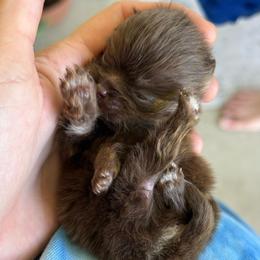 Tony Tony Chopper - Chocolate and tan male Pomeranian puppy in Tulsa, Oklahoma from CP Kennels