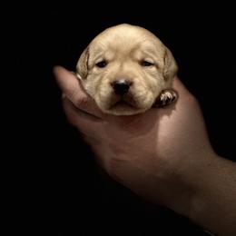 Labrador Retriever Puppies from Tag Hollow